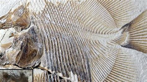 A­l­m­a­n­y­a­­d­a­ ­1­5­0­ ­m­i­l­y­o­n­ ­y­ı­l­l­ı­k­ ­b­a­l­ı­k­ ­f­o­s­i­l­i­ ­b­u­l­u­n­d­u­